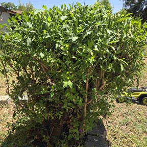Bush Trimming by Mowing Maxx Lawn Care Services reviewed on August 15, 2025
