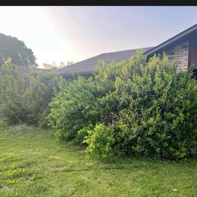 Bush Trimming by West Texas Lawns and More reviewed on August 20, 2025