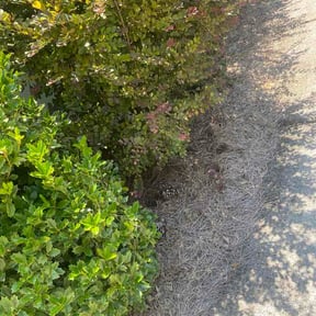 Flower Bed Weeding by Awesome Work reviewed on August 23, 2026