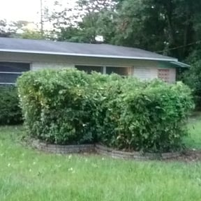 Bush Trimming by Dubia Enterprises reviewed on August 21, 2025