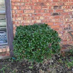 Bush Trimming by The Green Op reviewed on December 4, 2025