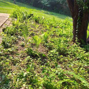 Flower Bed Weeding by Javier Landscaping reviewed on July 23, 2026