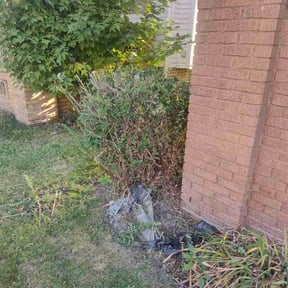 lawn service by Curb appeal lawn care reviewed on August 2, 2025