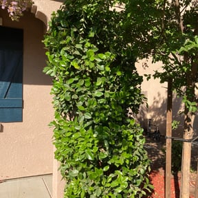 Bush Trimming by Mow it  & Blow it reviewed on August 21, 2025