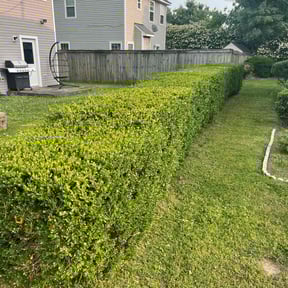 Bush Trimming by D&P ENTERPRISE reviewed on August 16, 2025