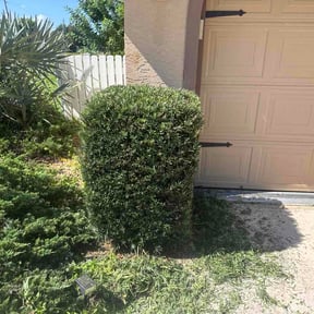 Bush Trimming by Alcantar law. Care service&amp;maintenance reviewed on July 24, 2026