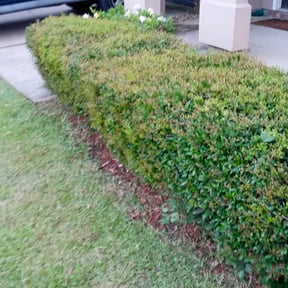 Bush Trimming by Georgia turf lawn care reviewed on August 20, 2025