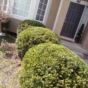 Bush Trimming by Shaggy cuts,INC reviewed on August 19, 2025