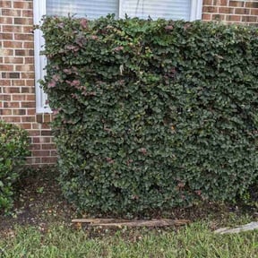 Bush Trimming by CJS Lawn Services LLC reviewed on August 19, 2025