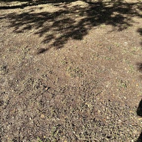 Leaf Removal by Tforcelawns Maintenance reviewed on September 18, 2025