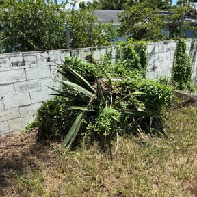 Bush Trimming by Carlitos Way Lawn Care reviewed on August 15, 2025