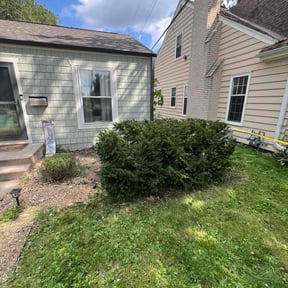 Bush Trimming by Coreycleanedit lawncare reviewed on November 19, 2025