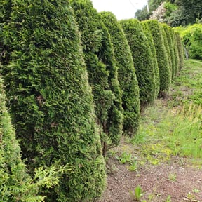 Bush Trimming by Veterans lawn services reviewed on August 18, 2025