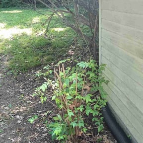 Bush Trimming by Birdsl lawn and tree service reviewed on August 18, 2025