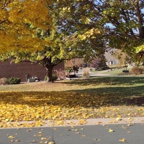 Bush Trimming by SGP Lawn Services reviewed on August 18, 2025