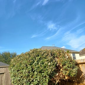 Bush Trimming by PHANTOM reviewed on August 21, 2025