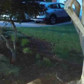 Bush Trimming by Summa Solutione LLC reviewed on August 1, 2026