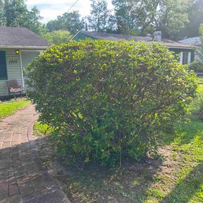 Bush Trimming by Frank’s Gardening Service reviewed on July 7, 2026