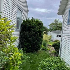 Bush Trimming by Greenlawnz landscaping reviewed on August 19, 2025