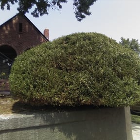Bush Trimming by Magik Compass LLC reviewed on August 18, 2025