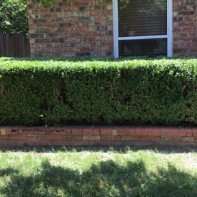 Bush Trimming by YardPro reviewed on August 17, 2025