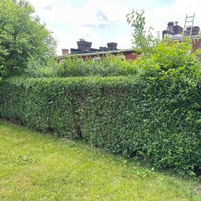 Bush Trimming by Veazey's Yard Care reviewed on August 18, 2025