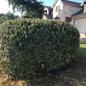 Bush Trimming by Ndebay Landscapping reviewed on August 17, 2025