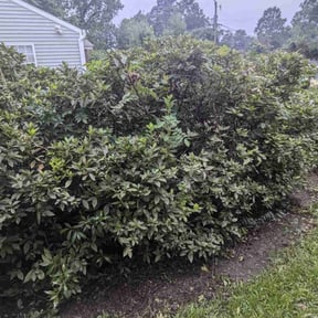 Bush Trimming by DNS Yard Restoration reviewed on August 20, 2025
