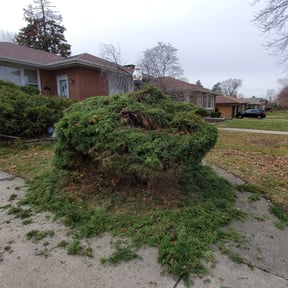 Bush Trimming by Hanhan Lawn Care LLC reviewed on August 18, 2025