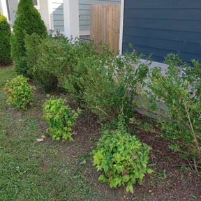 Bush Trimming by Tabers's Lawn Care LLC reviewed on August 21, 2025