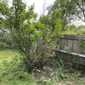 Bush Trimming by RTH Lawn Service & Landscaping LLC reviewed on August 17, 2025