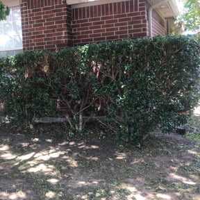 Bush Trimming by Bo's lawn care reviewed on August 15, 2025