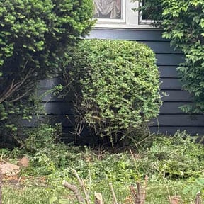 Bush Trimming by Ransome &amp; Son reviewed on June 2, 2026