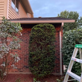 Bush Trimming by Gravely Home Improvements reviewed on August 18, 2025