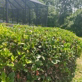 Bush Trimming by Apexx Contracting llc reviewed on August 17, 2025