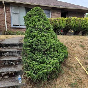 Bush Trimming by Twan's lawns LLC reviewed on August 15, 2025