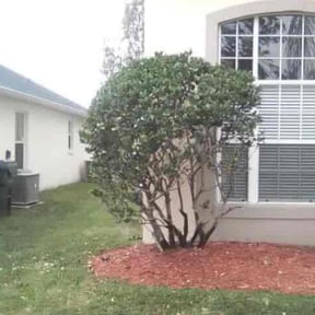 Bush Trimming by Meridian Management Group LLC reviewed on August 19, 2025