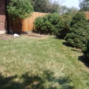 Bush Trimming by Grass Masters reviewed on August 21, 2025