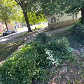 Bush Trimming by Bonita Bay Lawn Maintenance reviewed on August 19, 2025