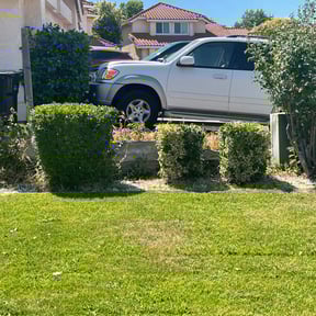 Bush Trimming by Brian Hickey reviewed on November 21, 2025