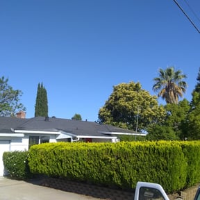 Bush Trimming by Victoria Landscaping, LLc reviewed on August 20, 2025