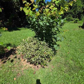 Bush Trimming by Copperhead lawn care reviewed on August 27, 2026