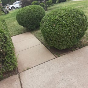 Bush Trimming by Jacob Morgan Lawn Care reviewed on August 17, 2025