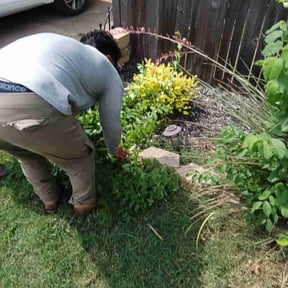 Flower Bed Weeding by Solis Landscaping  &amp; Maintenance LLC reviewed on June 29, 2026