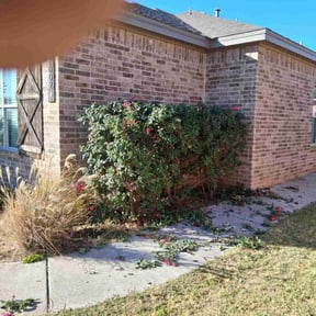 Bush Trimming by Just Lawns LLC reviewed on October 19, 2025