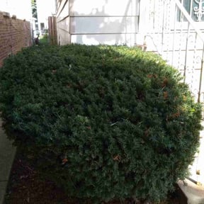 Bush Trimming by GREEN GO MOWING reviewed on August 18, 2025