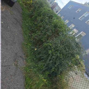 Bush Trimming by Kent Lawn Salon reviewed on October 19, 2025