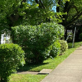 Bush Trimming by W&M Lawn services reviewed on August 16, 2025