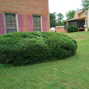 Bush Trimming by Arroyo Lawn Service reviewed on August 19, 2025