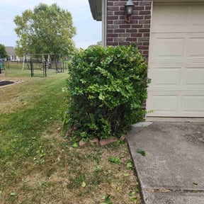 Bush Trimming by Southern Sunscapes reviewed on November 23, 2021